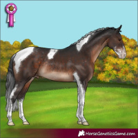 Horse Color:Brown Sabino Tobiano Varnish Rabicano 