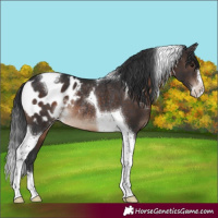 Horse Color:Brown Sabino Tobiano Appaloosa Rabicano 
