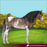 Horse Color:White Spotted Brown Dun Tobiano Appaloosa Rabicano Brindle 