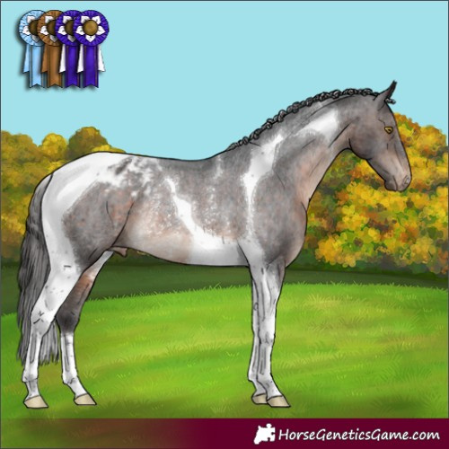 Horse Color:Brown Tobiano Appaloosa Rabicano 