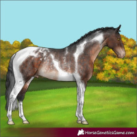 Horse Color:Brown Tobiano Appaloosa Rabicano 