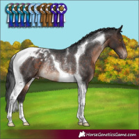 Horse Color:Brown Tobiano Blanket Rabicano 