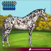 Horse Color:Brown Tobiano Snowflake VarnishRabicano