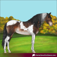 Horse Color:Brown Tobiano Appaloosa Rabicano 
