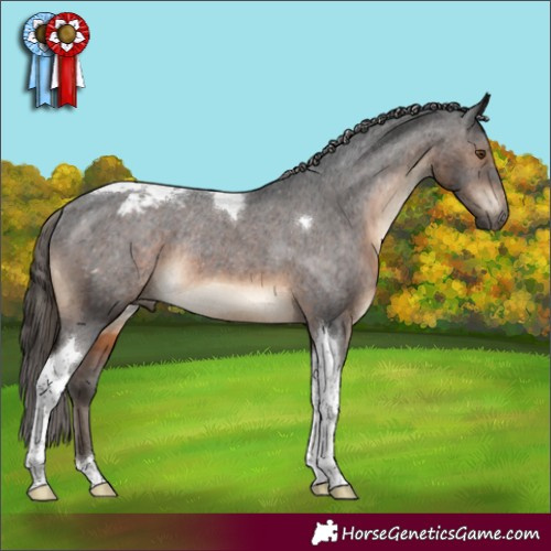 Horse Color:Gray Brown Tobiano Appaloosa Rabicano 