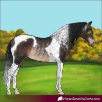 Horse Color:Gray Brown Tobiano Appaloosa Rabicano 