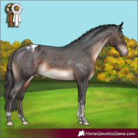 Horse Color:Brown Tobiano Blanket Rabicano 