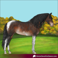 Horse Color:Brown Tobiano Appaloosa Rabicano