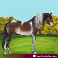 Horse Color:Brown Tobiano Appaloosa Rabicano 
