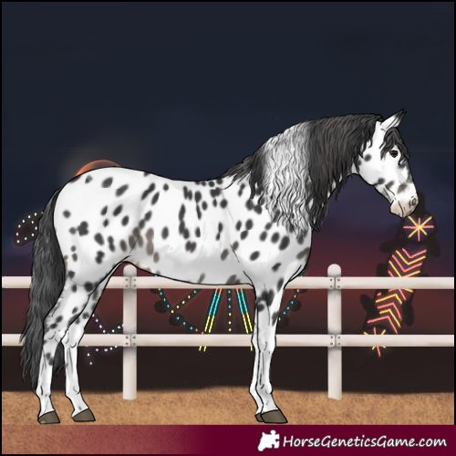 Horse Color:Black Tobiano Near Leopard 