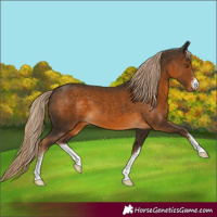 Horse Color:White Spotted Chocolate Palomino 
