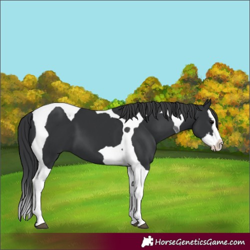 Horse Color:Black Splash Tobiano