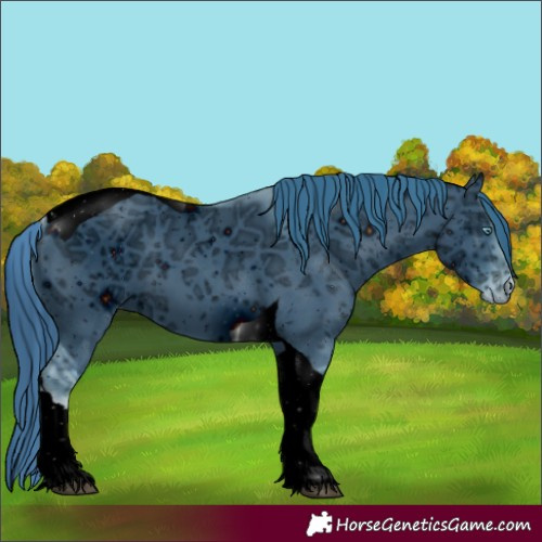 Horse Color:Unknown 