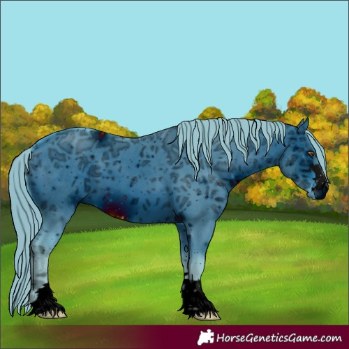 Horse Color:Unknown 