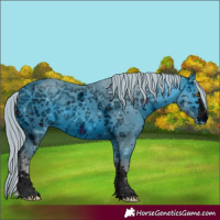 Horse Color:Unknown 