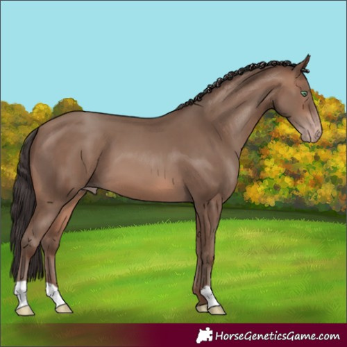 Horse Color:Sable Champagne 