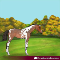 Horse Color:Bay Roan Tobiano
