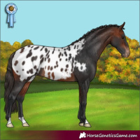 Horse Color:Bay Appaloosa Rabicano