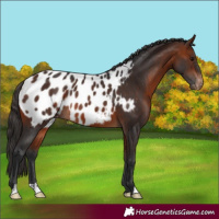 Horse Color:Bay Appaloosa Rabicano 