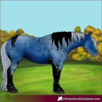Horse Color:Unknown 