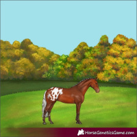 Horse Color:Silver Bay Appaloosa 