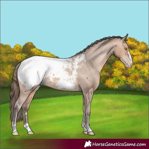 Horse Color:Amber Champagne Appaloosa 