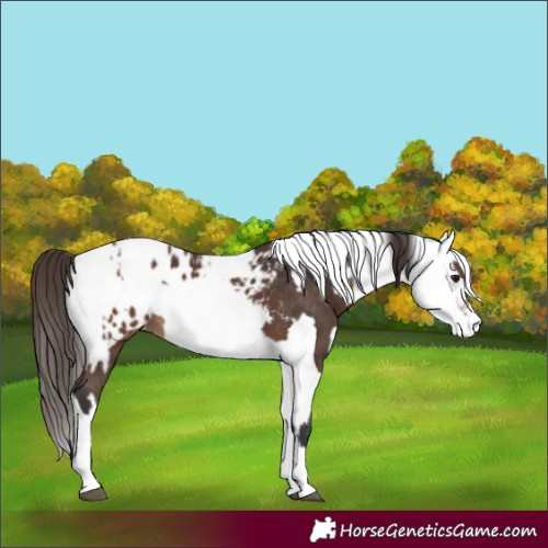 Horse Color:Bay Appaloosa  and White Spotted Bay Appaloosa 
