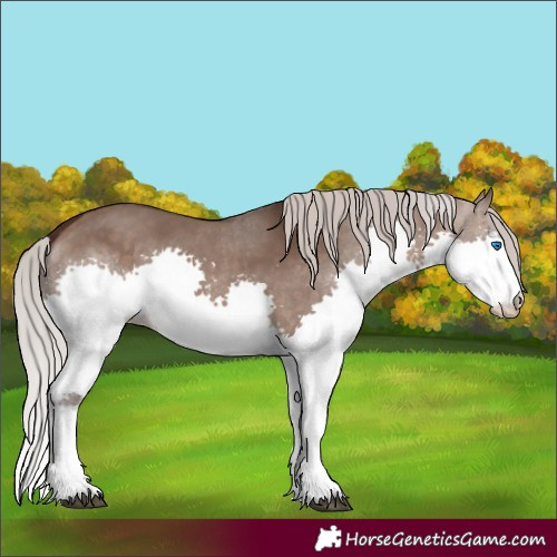 Horse Color:Silver Brown Dun Splash Rabicano
