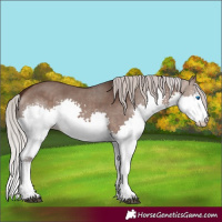 Horse Color:Silver Brown Dun Splash Rabicano 
