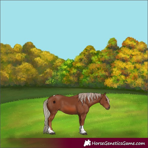 Horse Color:Chestnut Tobiano 