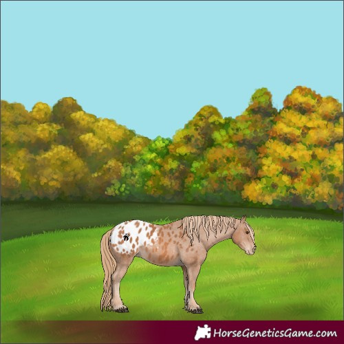 Horse Color:Chestnut Appaloosa 