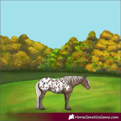 Horse Color:Silver Black Appaloosa 