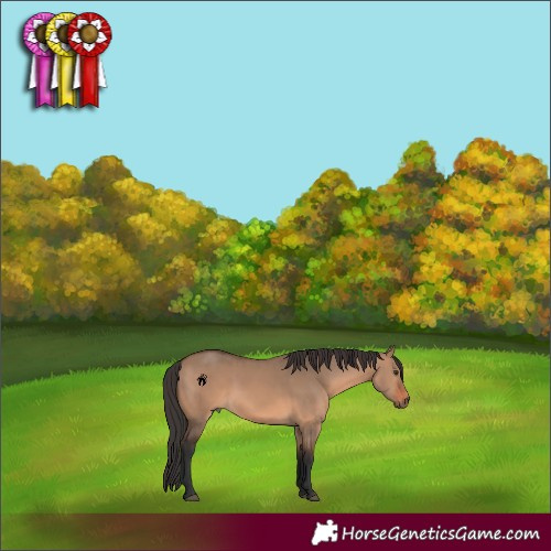 Horse Color:Brown Dun 