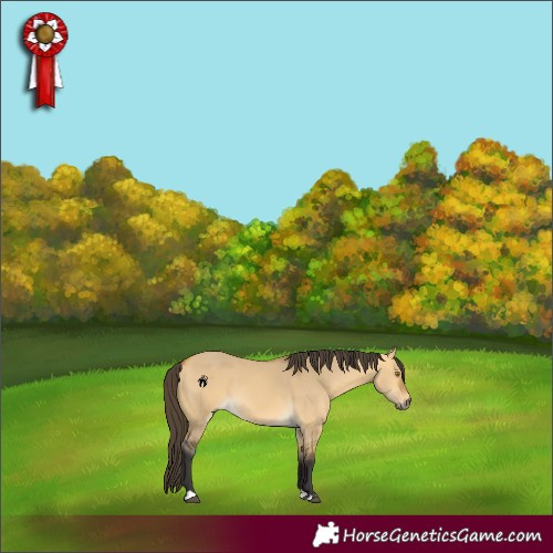 Horse Color:Buckskin Dun 