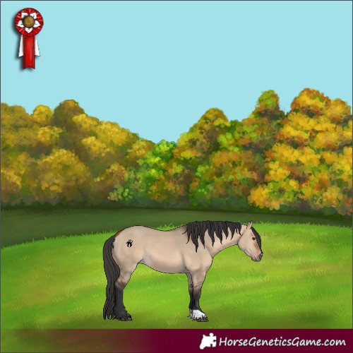 Horse Color:Bay Dun 