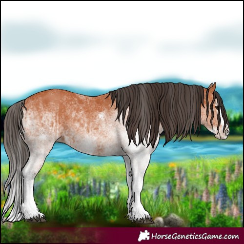 Horse Color:White Spotted Bay Splash  and White Spotted Bay Splash 