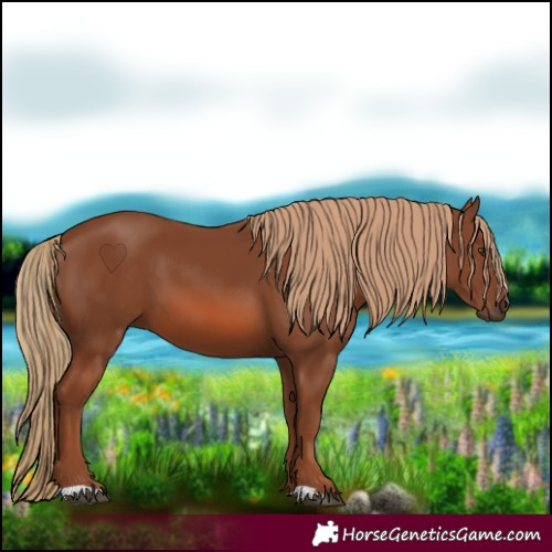 Horse Color:Chestnut 