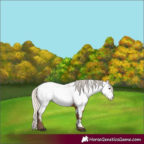Horse Color:Silver Bay Near Fewspot Rabicano