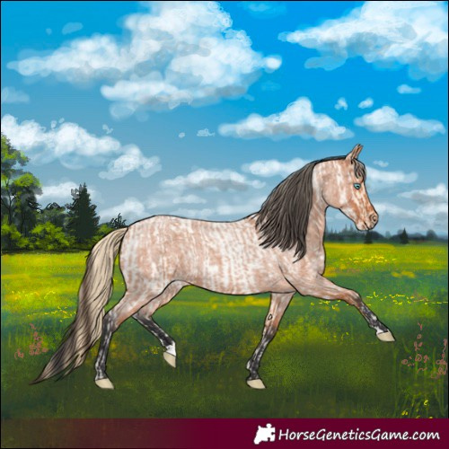 Horse Color:Buckskin Roan Pearl and Bay Roan