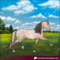 Horse Color:Buckskin Roan Pearl and Bay Roan