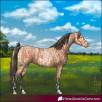 Horse Color:Buckskin Roan Pearl  and Bay Roan 