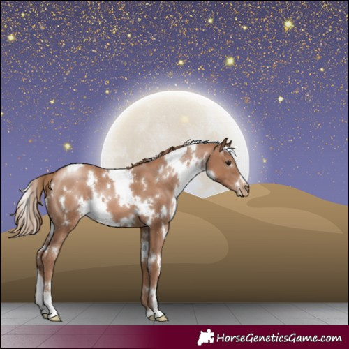 Horse Color:White Spotted Black Pearl 