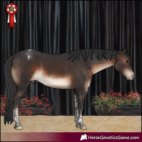 Horse Color:Brown Tobiano Appaloosa Rabicano 