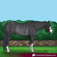 Horse Color:Black Rabicano 