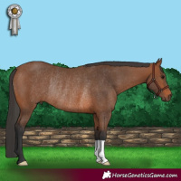 Horse Color:Bay Rabicano