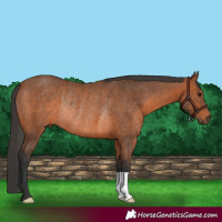 Horse Color:Bay Rabicano 