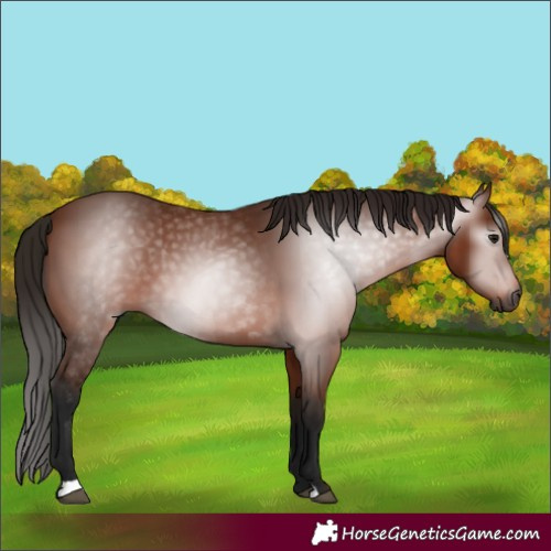 Horse Color:Gray Bay