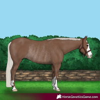 Horse Color:Silver Black Rabicano 