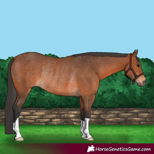 Horse Color:Bay Rabicano 