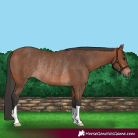 Horse Color:Bay Rabicano